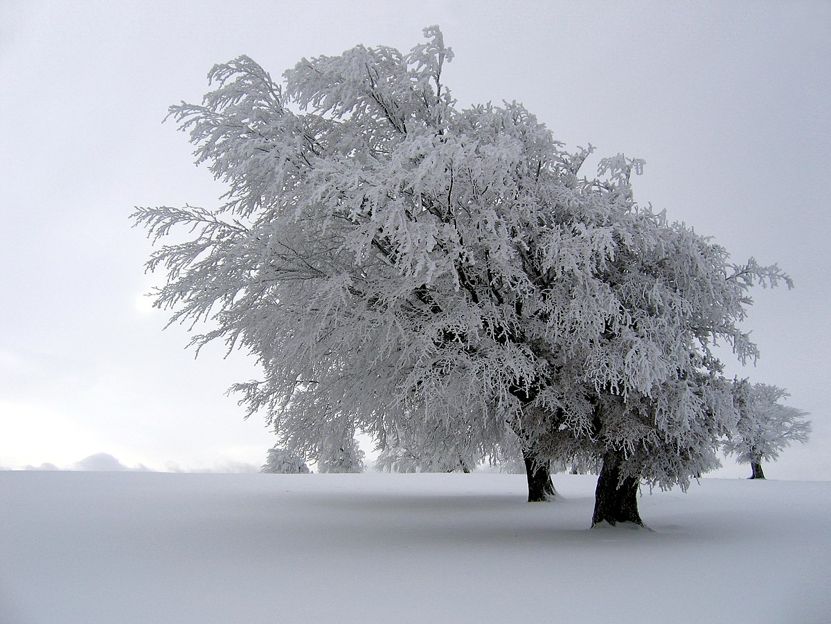 Paysage enneigé en hiver.