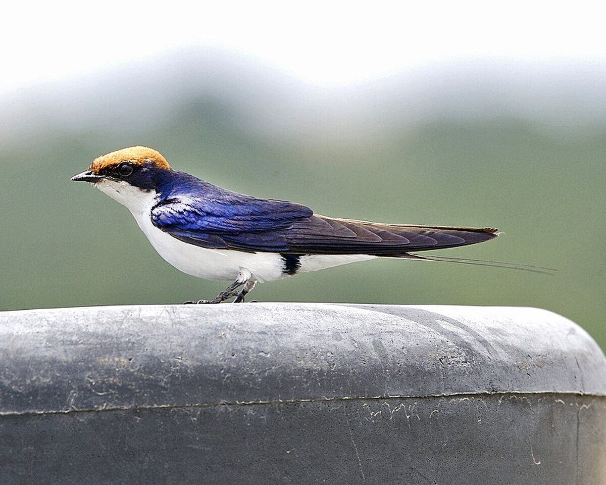 Hirondelle à longs brins