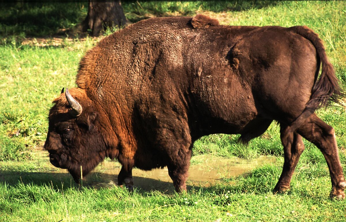 Bison d'Europe