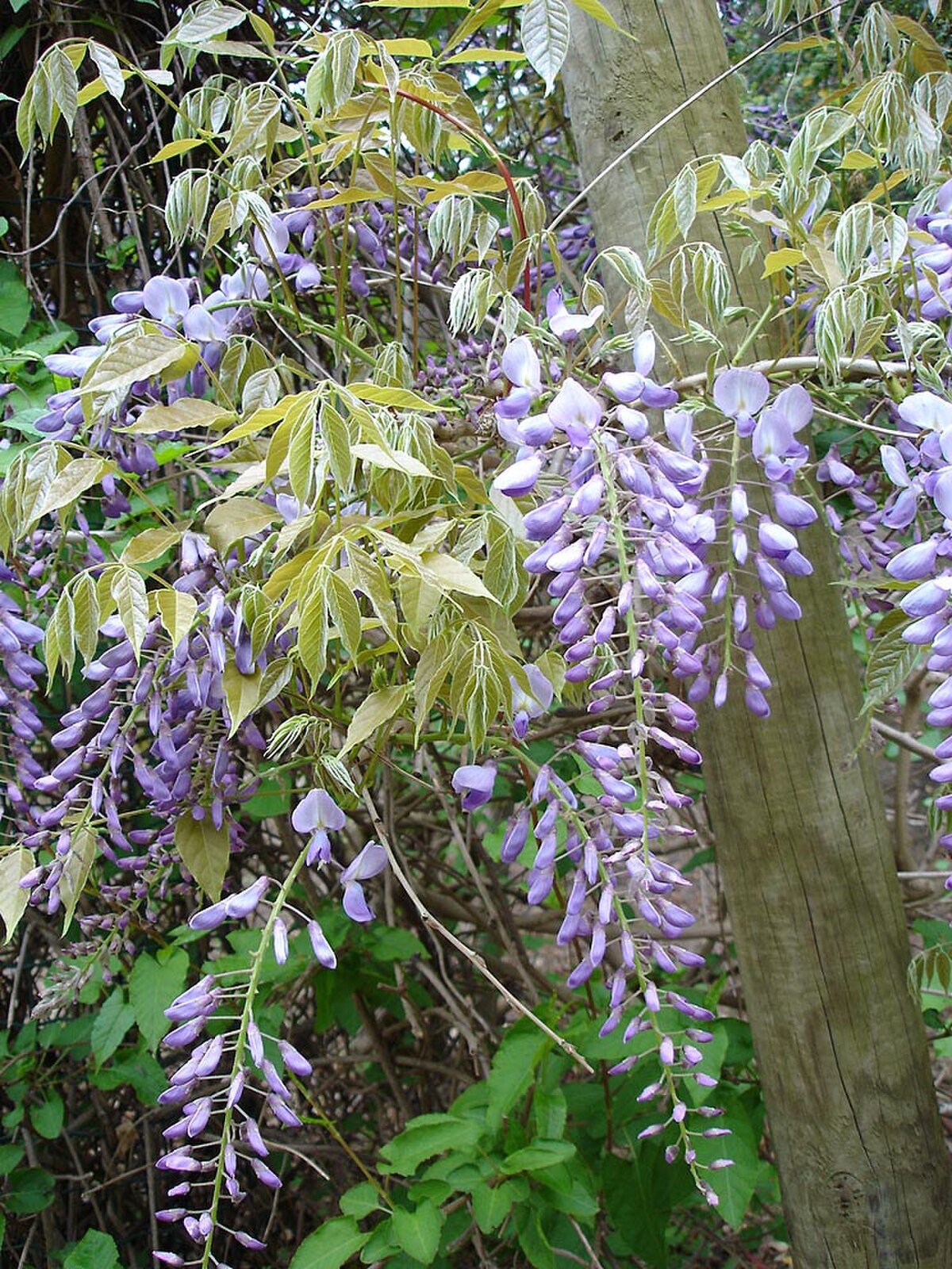 Glycine (plante)
