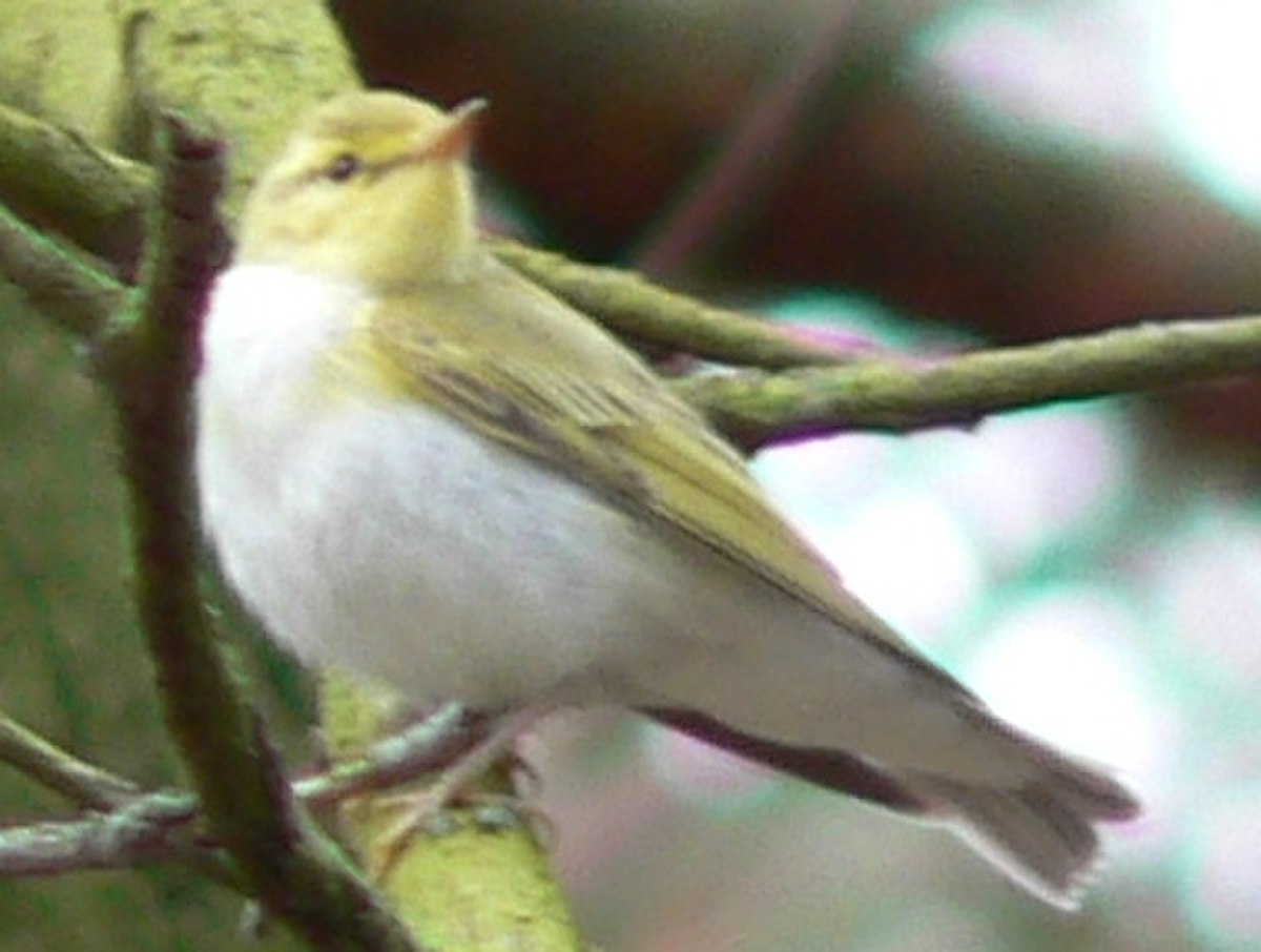Phylloscopus
