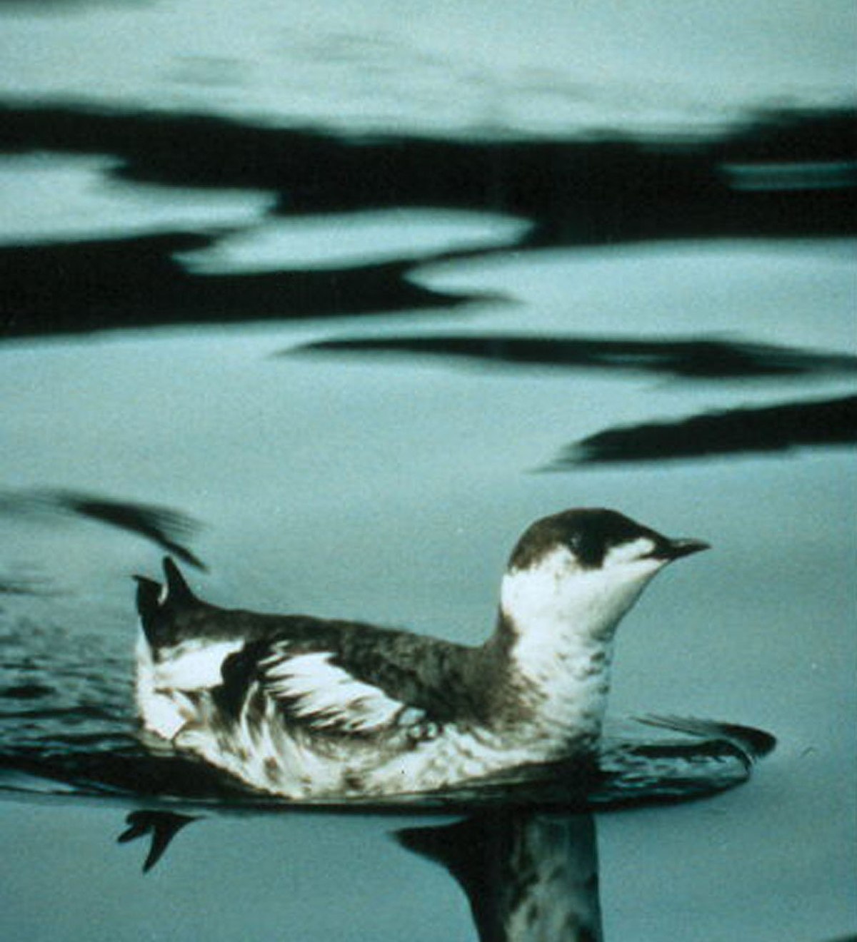 Guillemot marbré