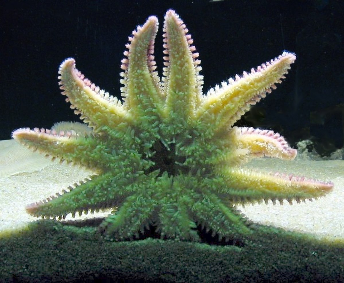 Xenambulacraria