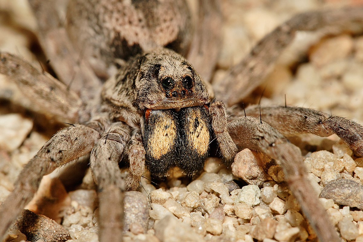 Lycosidae
