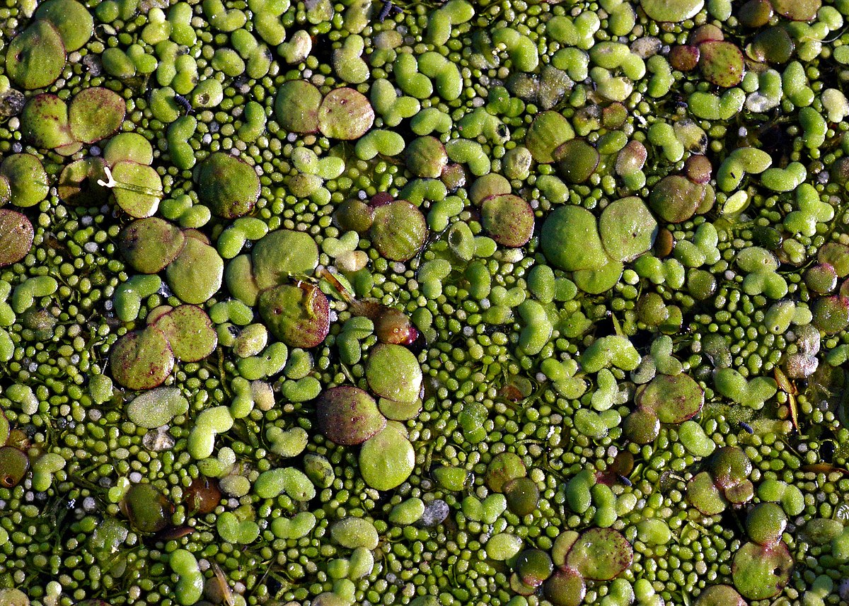 En grande quantité, Spirodela polyrhiza et Lemna minor sont des indicateurs d'eutrophisation.