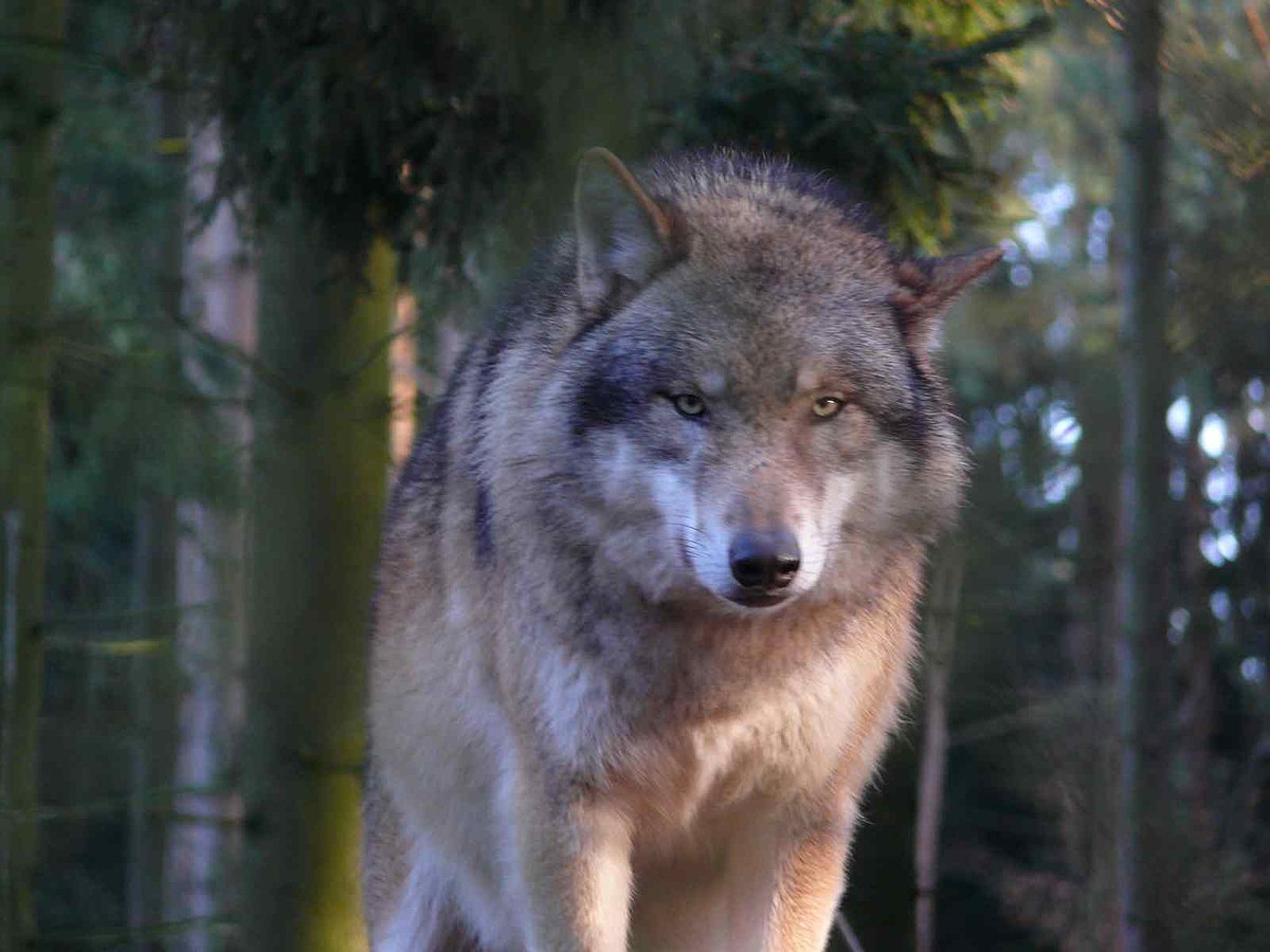 Loup dans la culture européenne