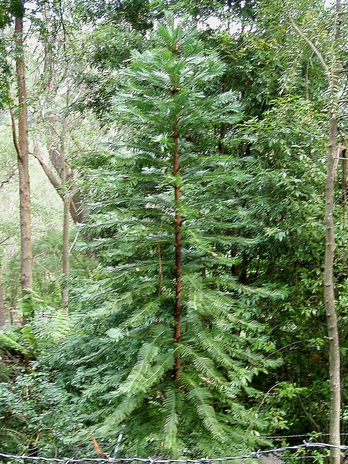 Wollemia nobilis