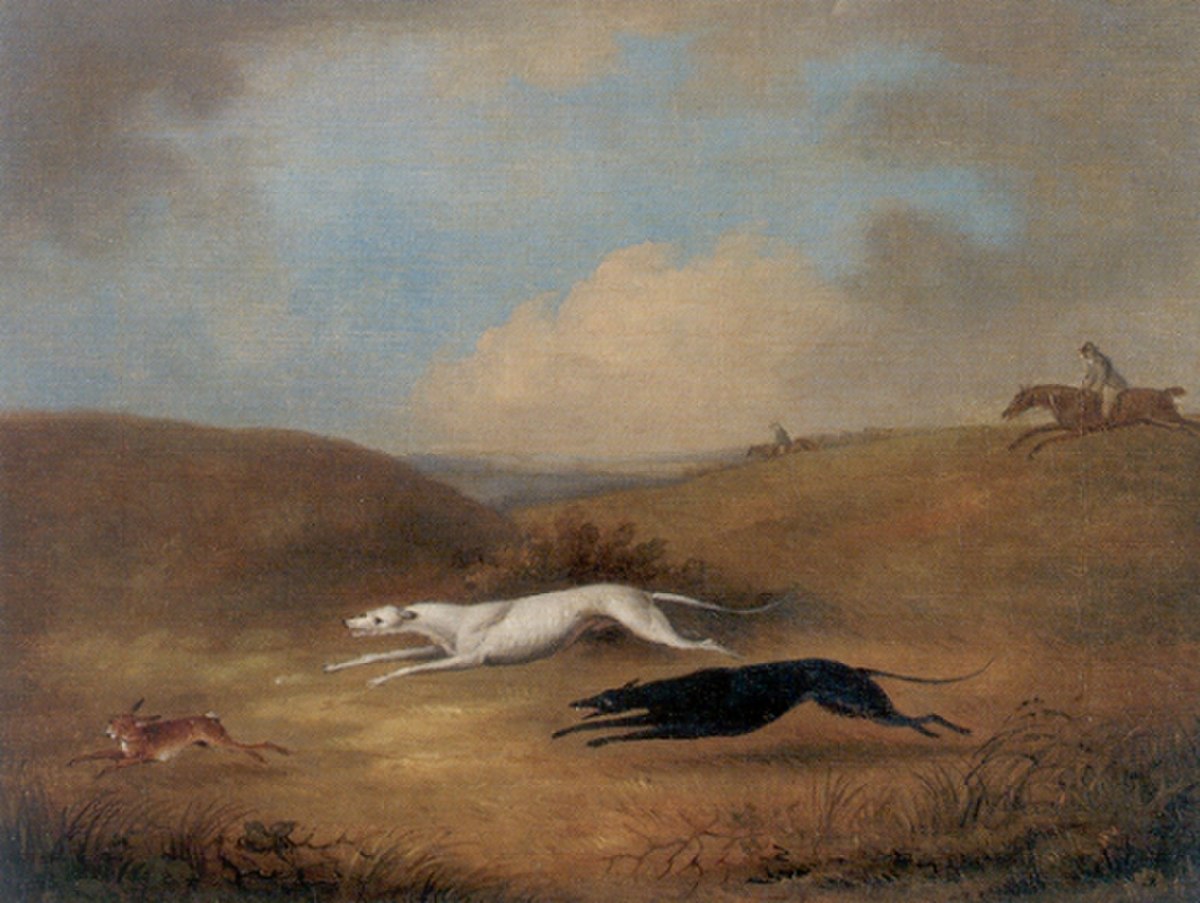 Chasse au lièvre