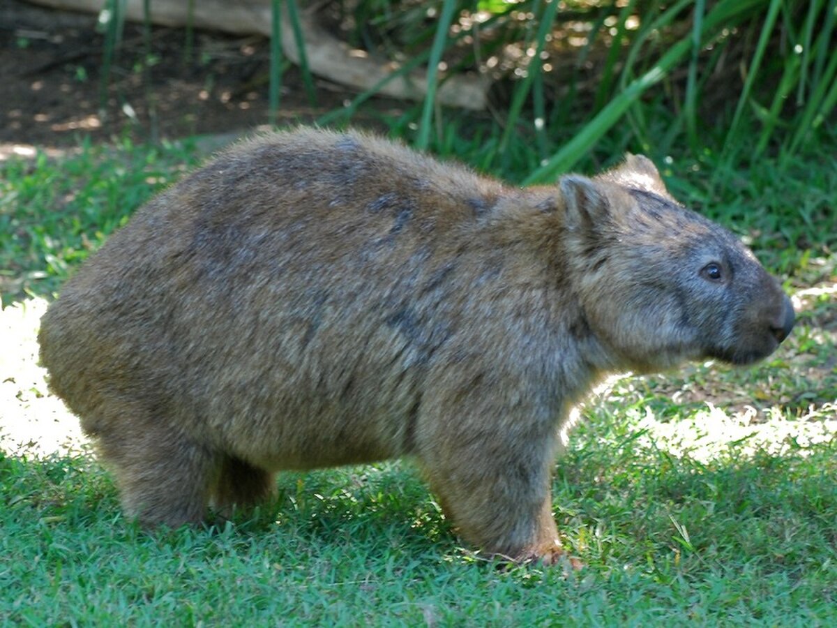 Wombat 3.jpg