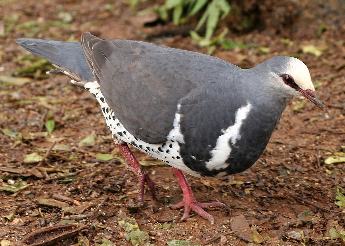 Colombine wonga