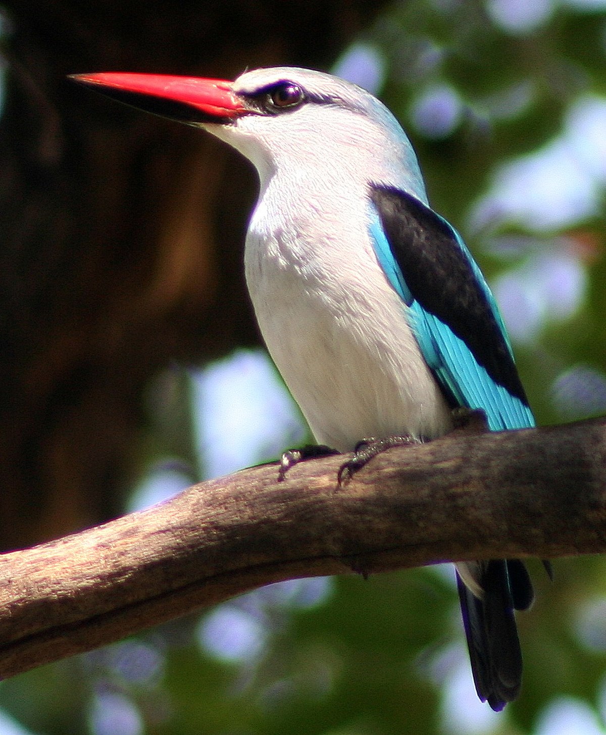 Martin-chasseur du Sénégal