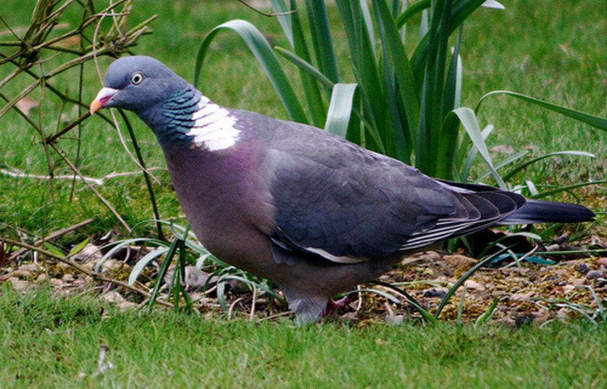 Pigeon ramier