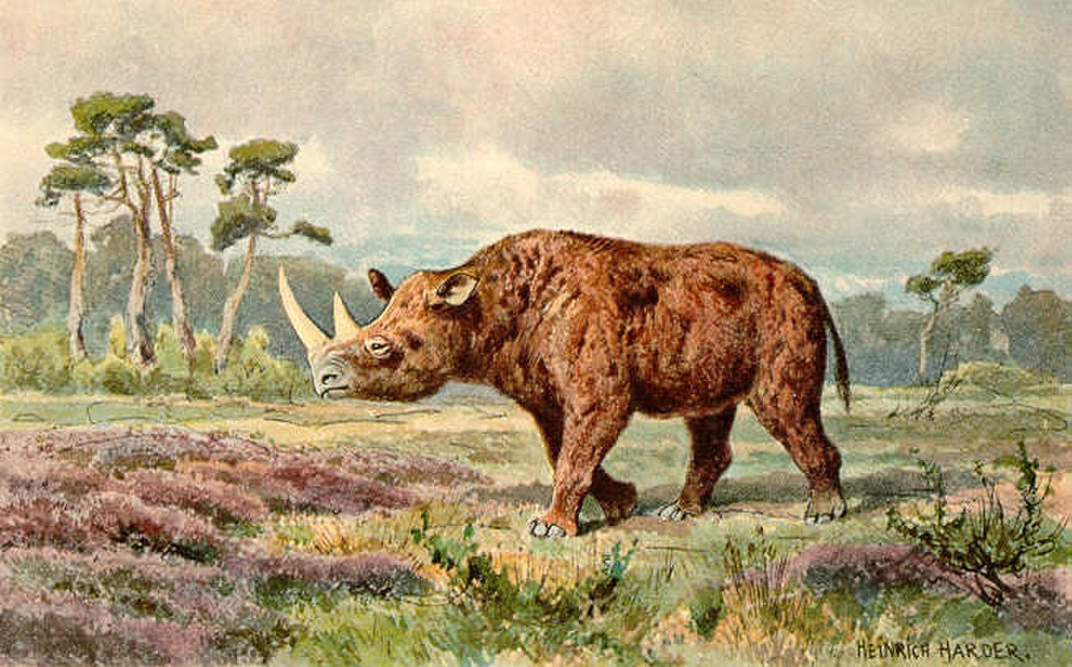 Rhinocéros laineux