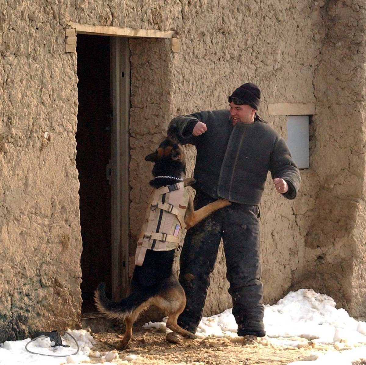 Chien de guerre