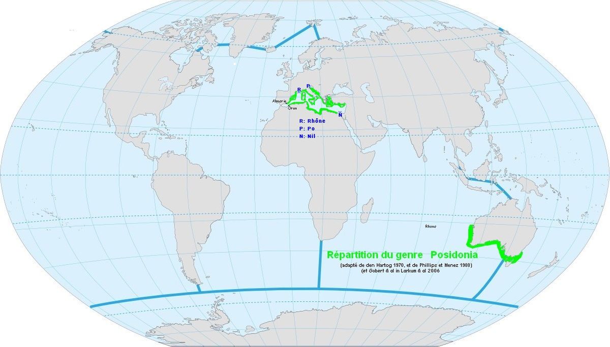 Répartition du genre Posidonia