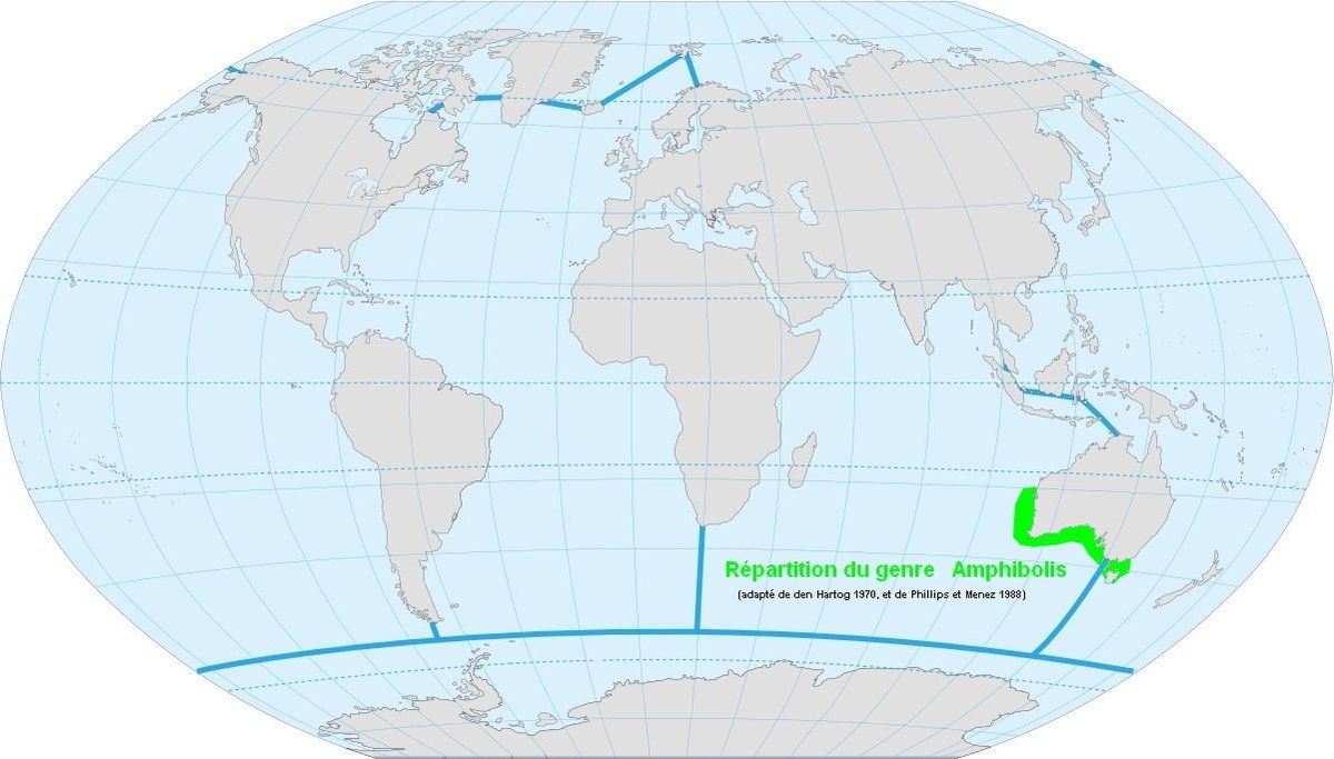 Répartition du genre Amphibolis