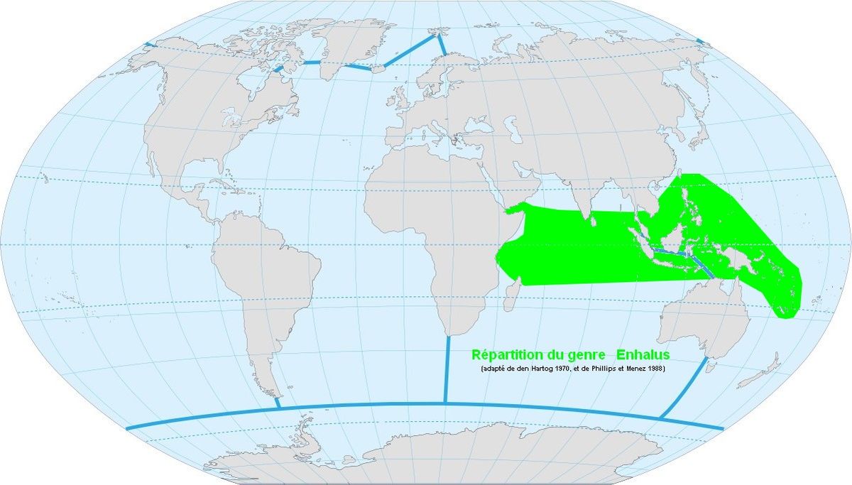 Répartition du genre Enhalus