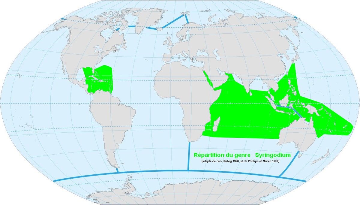 Répartition du genre Syringodium