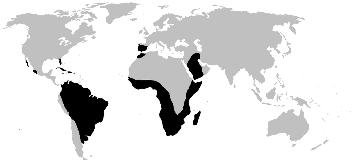 Amphisbènes