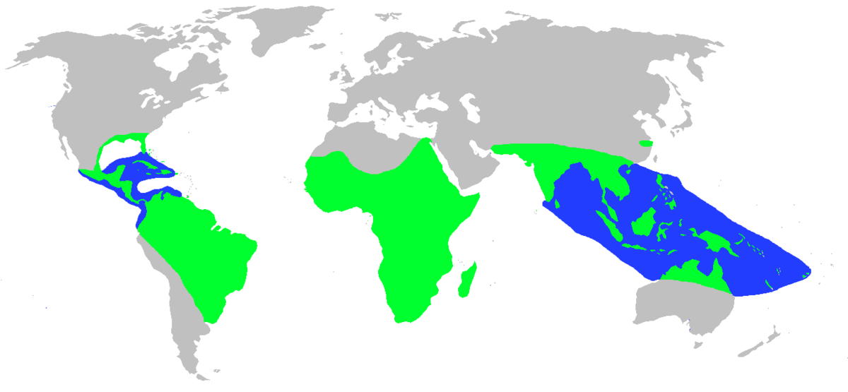 Crocodiliens