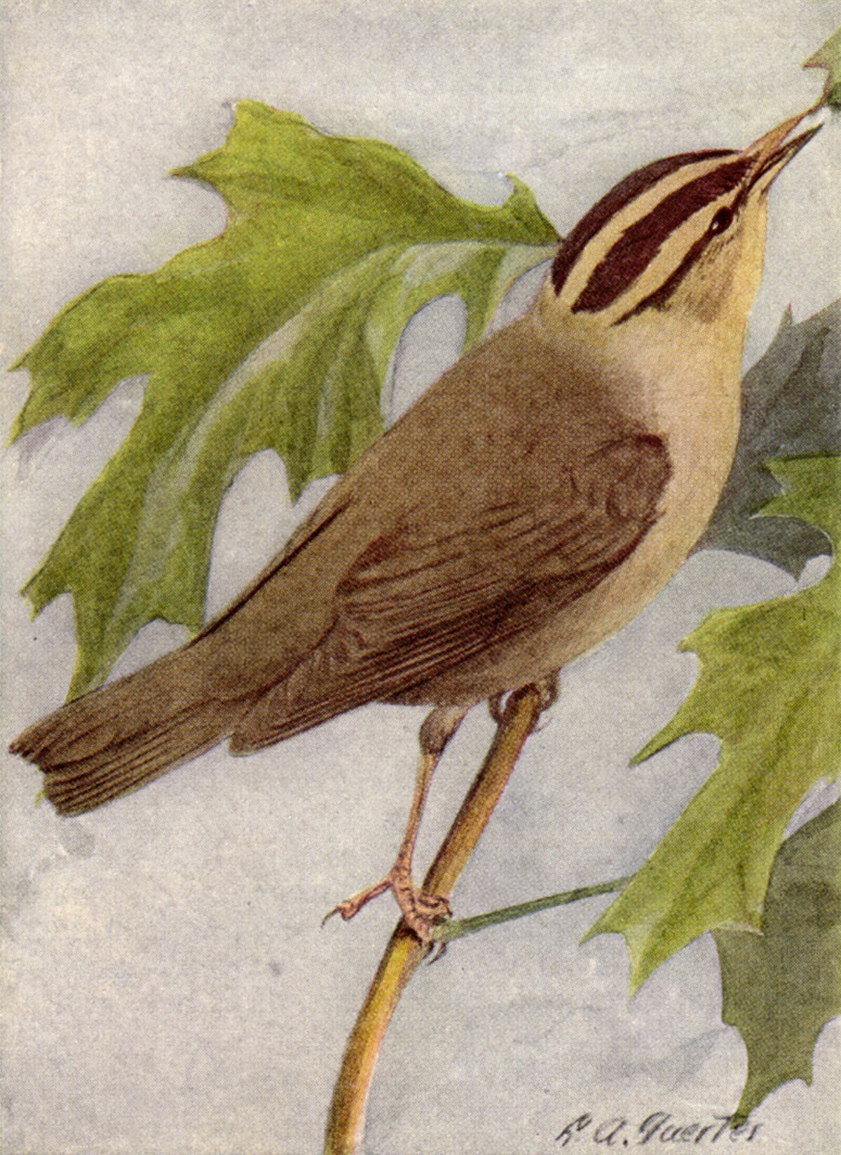 Paruline vermivore