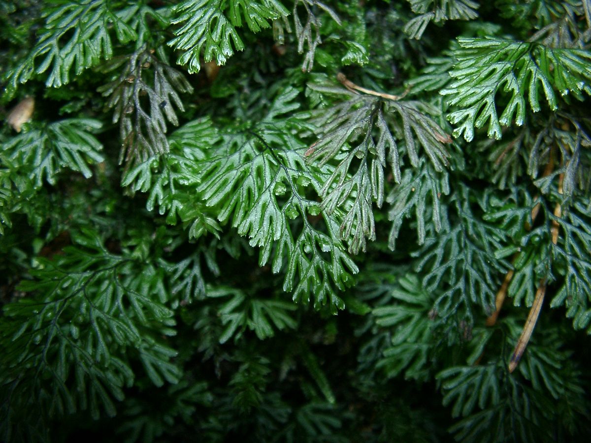 Hymenophyllum tunbrigense