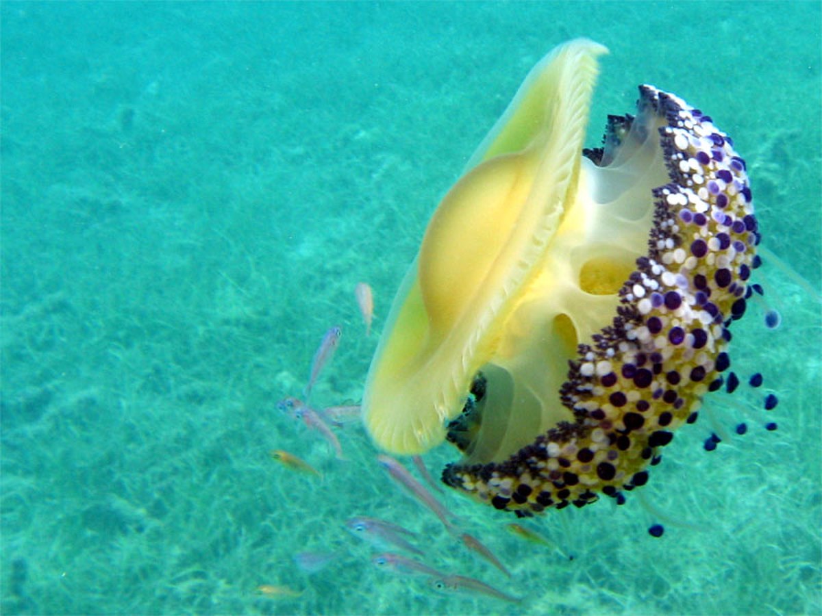 Cotylorhiza tuberculata