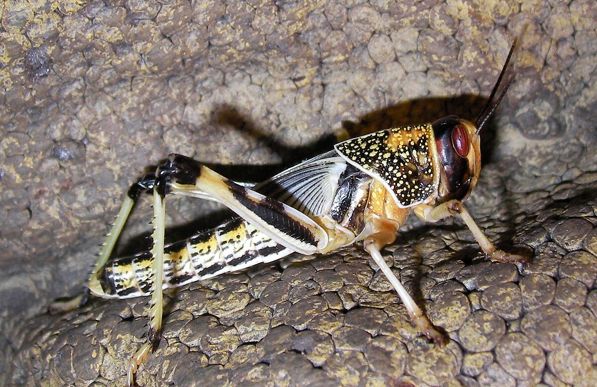 Schistocerca