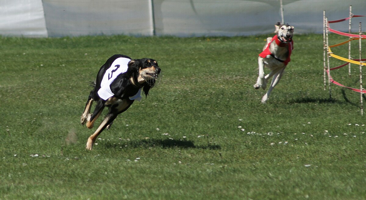 Wyścigi chartów Szombierki 2009 - saluki p.jpg