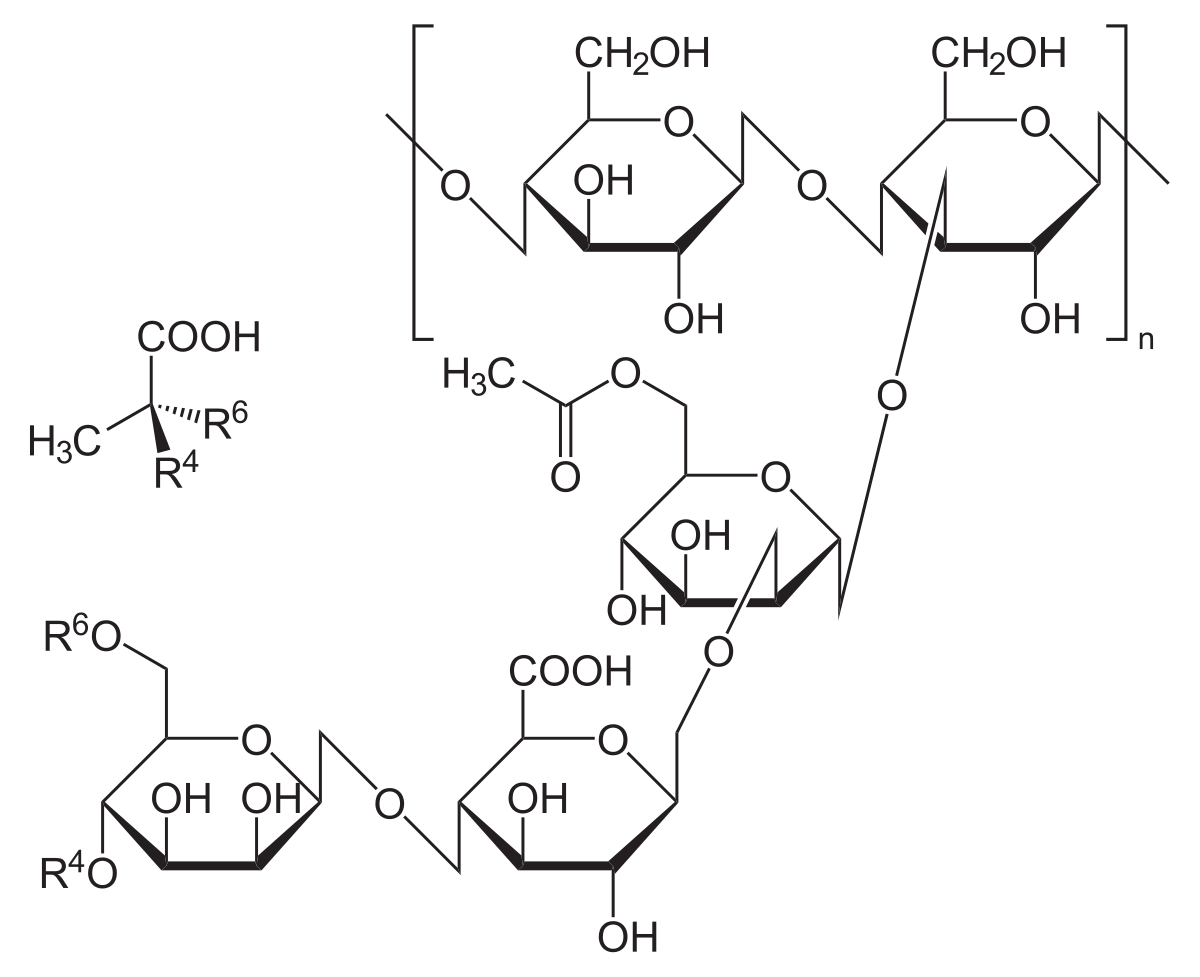 Gomme xanthane