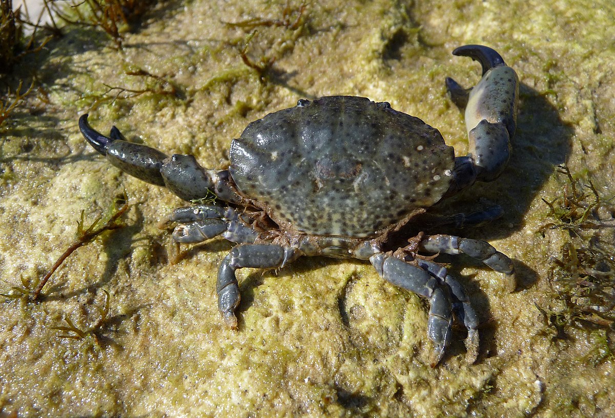 Xanthidae