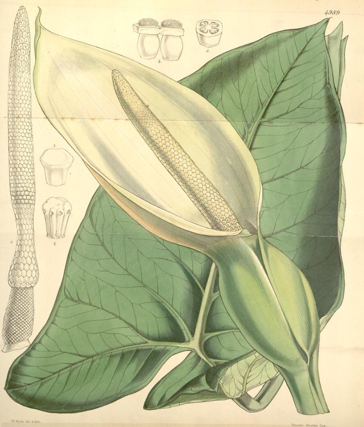 Xanthosoma