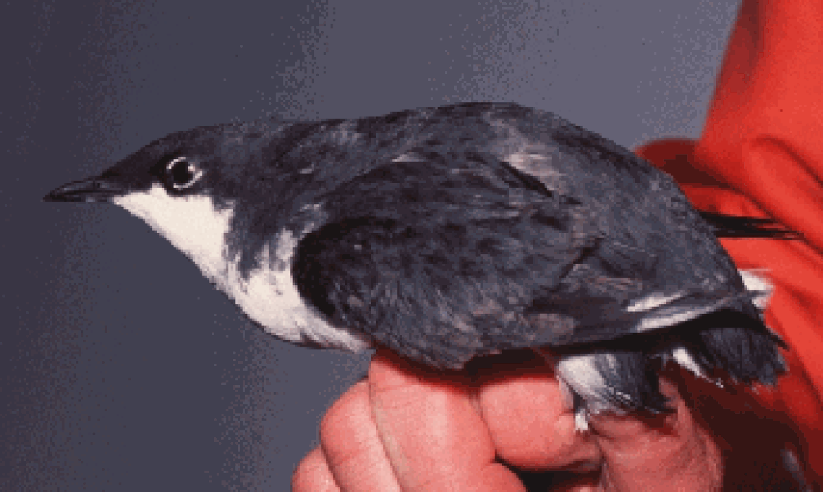 Synthliboramphus