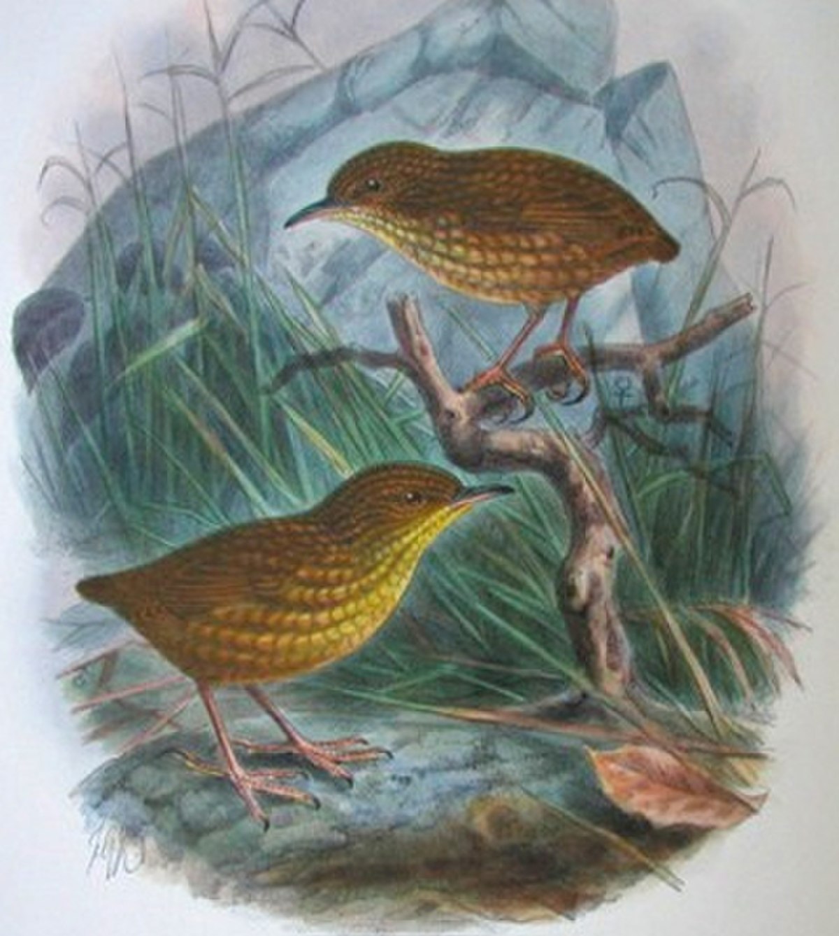 Acanthisittidae