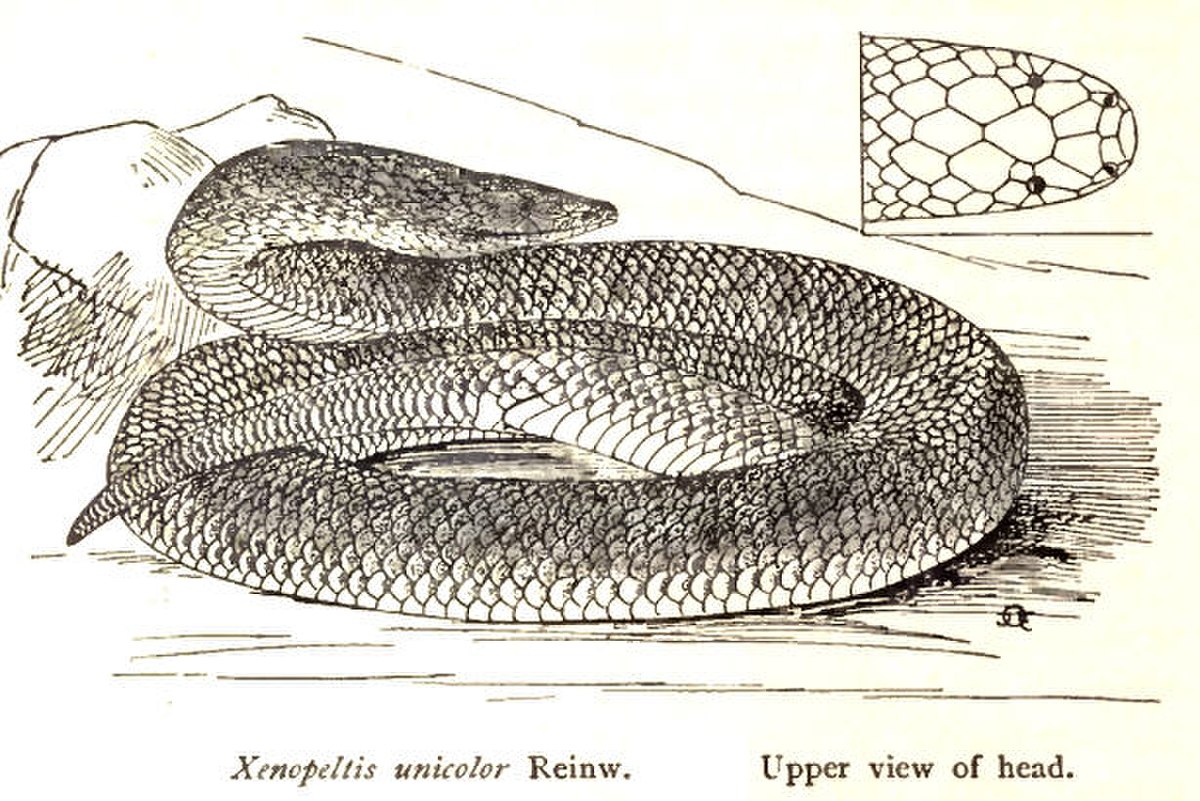 Xenopeltis