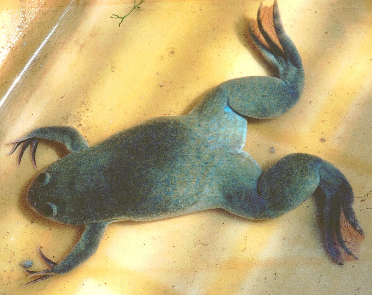 Pipidae