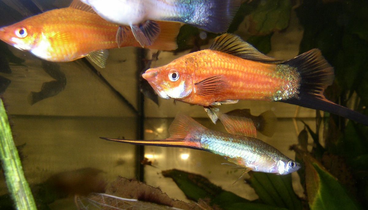 Xiphophorus