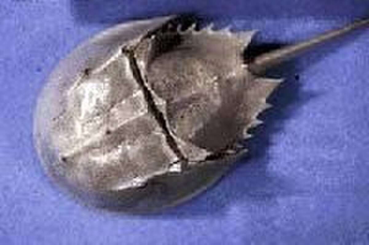 Merostomata
