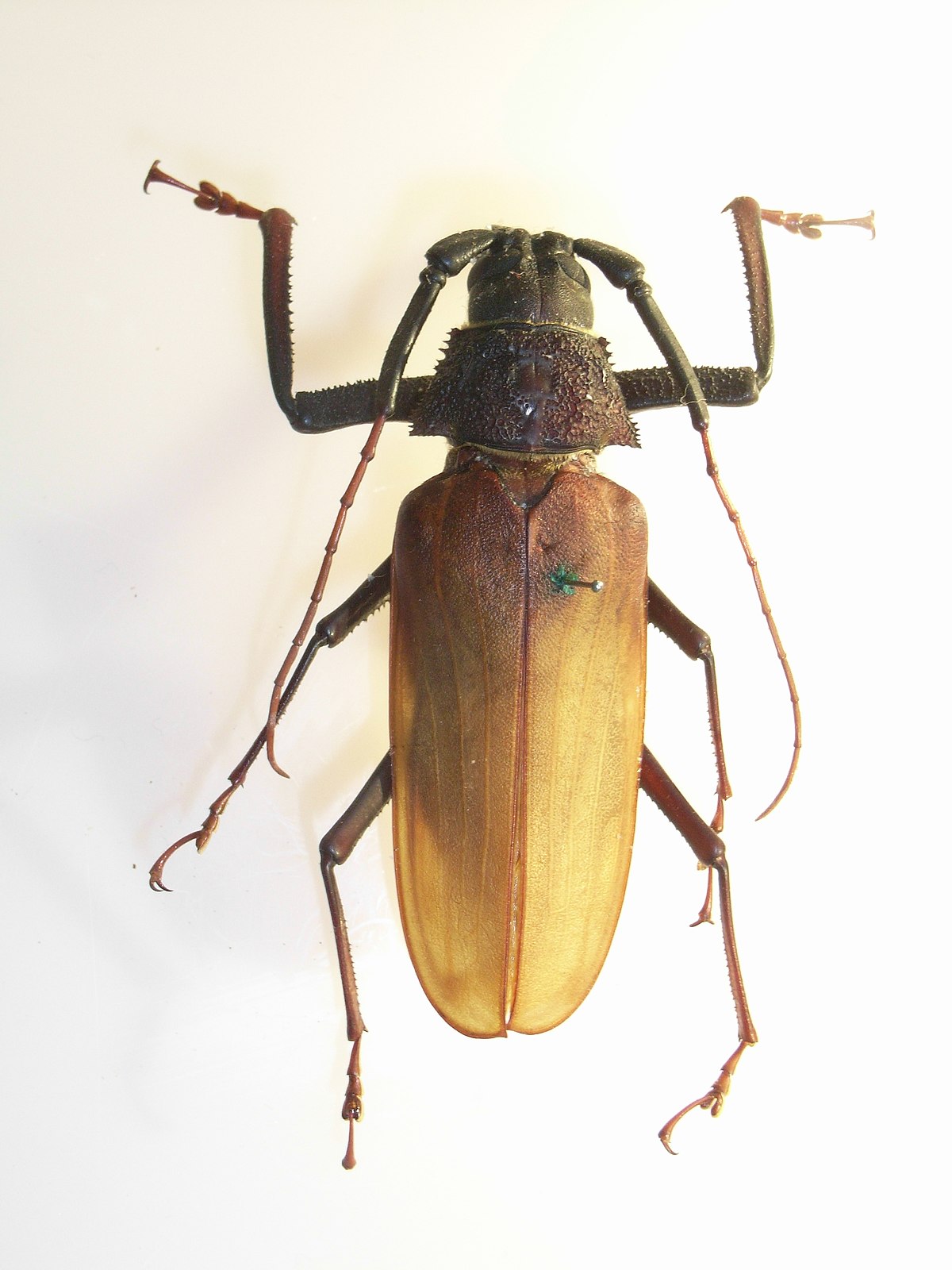 Macrotomini