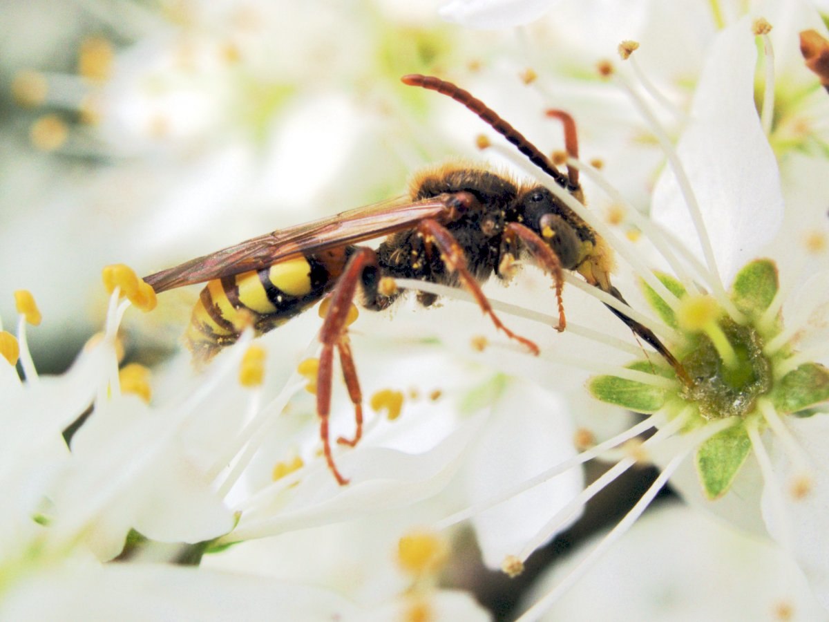 XN Nomada sp.jpg