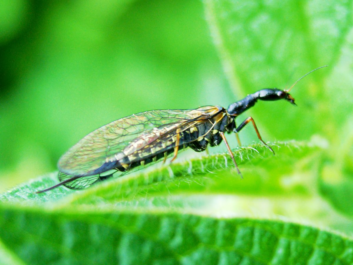 Raphidiidae