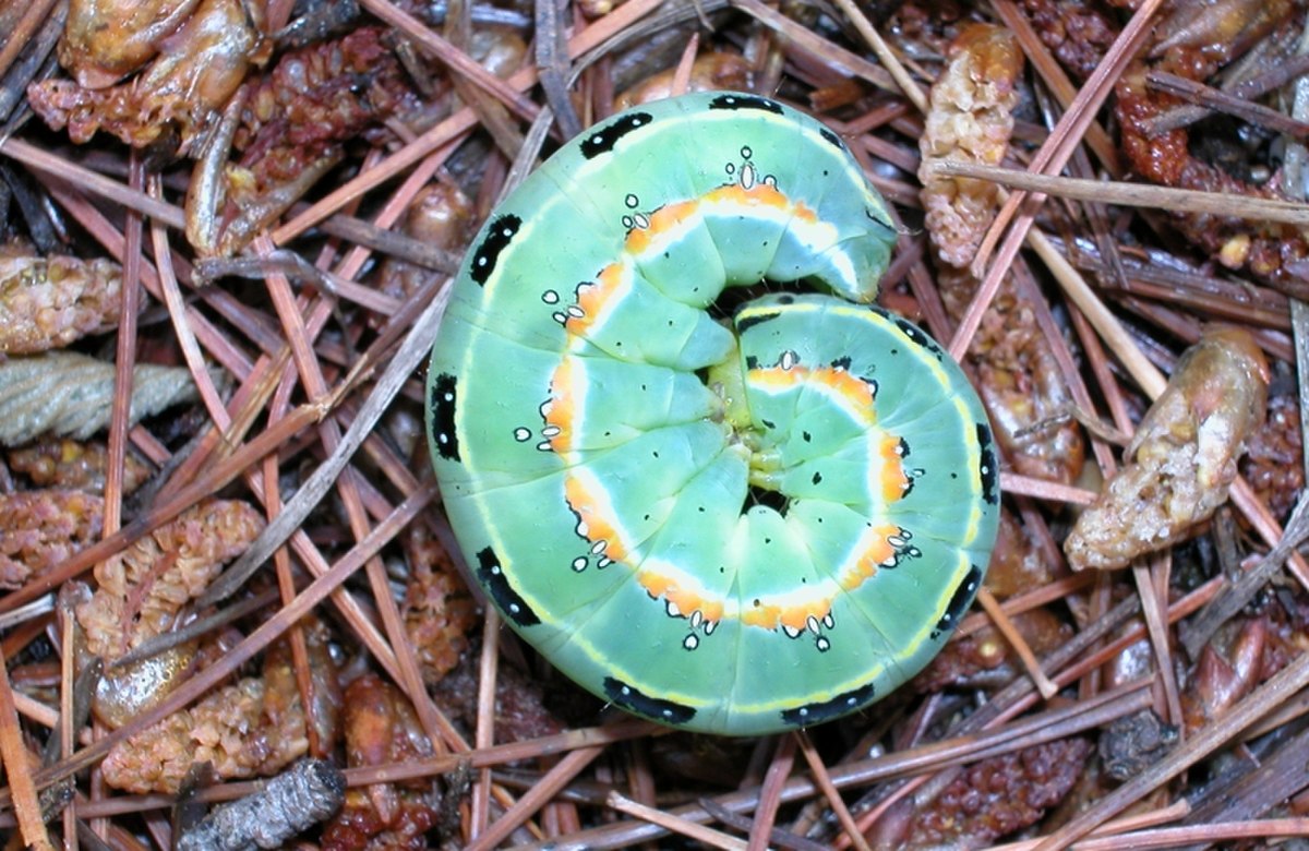 Ipimorphinae