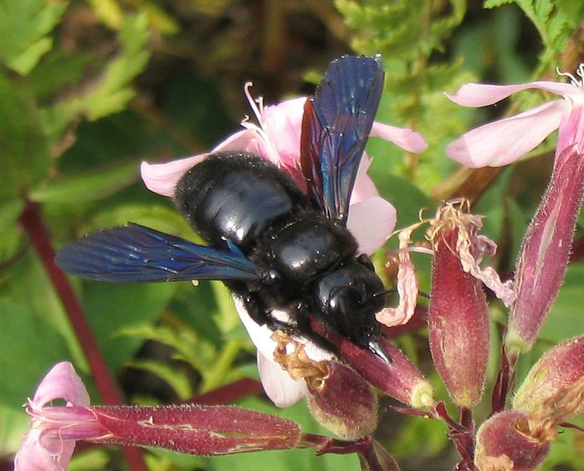Xylocopa violacea