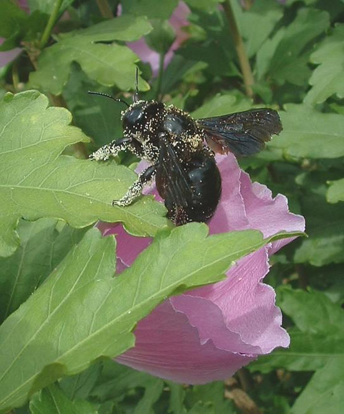 Xylocopa