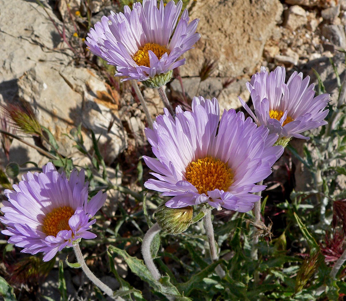 Détail d'une fleur