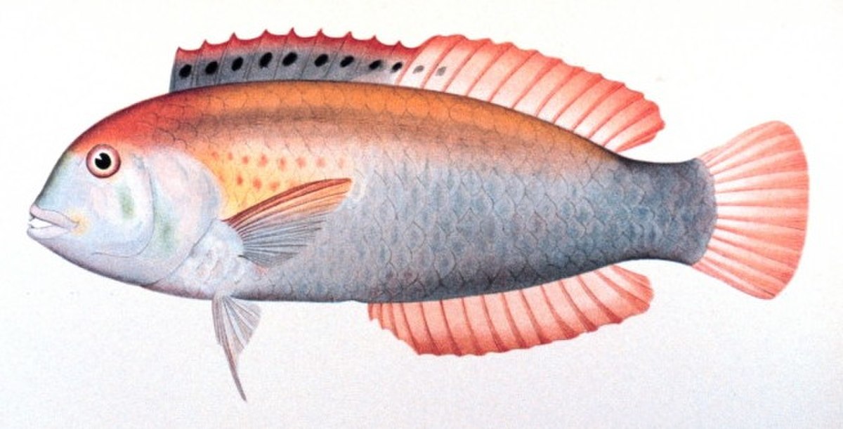 Xyrichtys