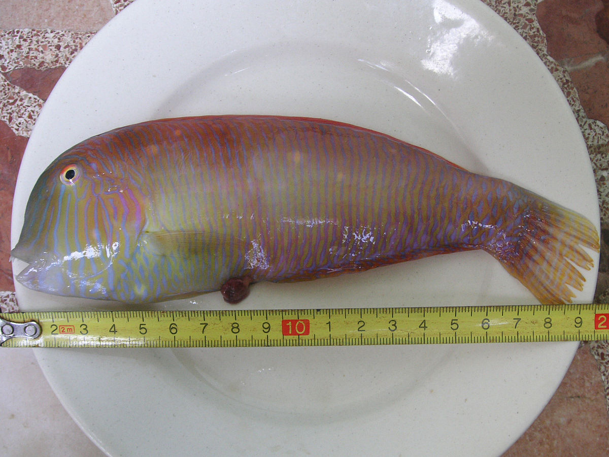 Xyrichtys novacula