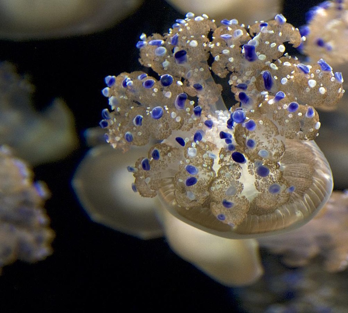 Yananine - jellyfish (by).jpg