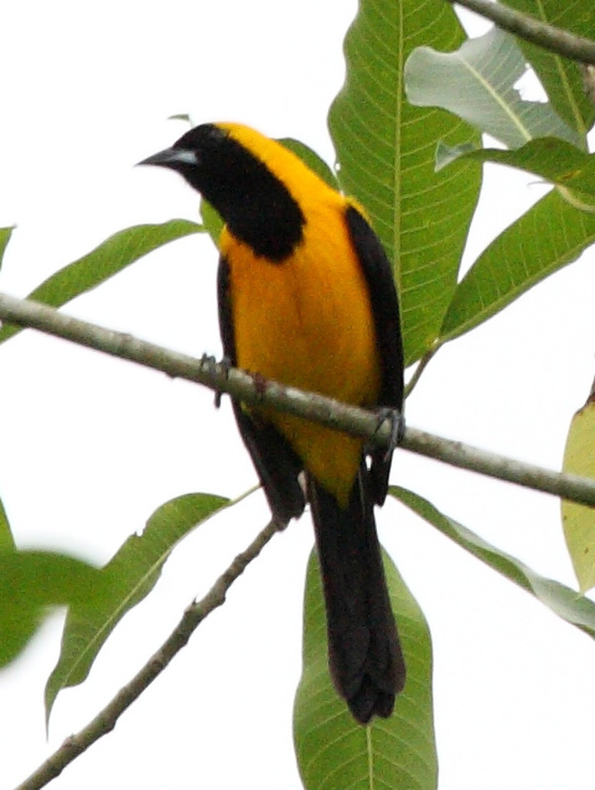 Oriole noir et or