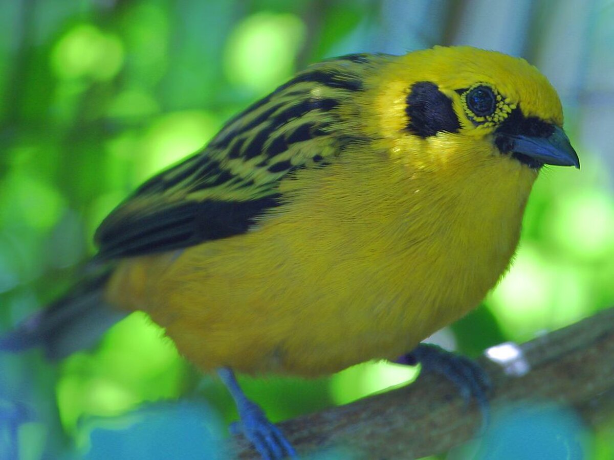 Un oiseau jaune et noir